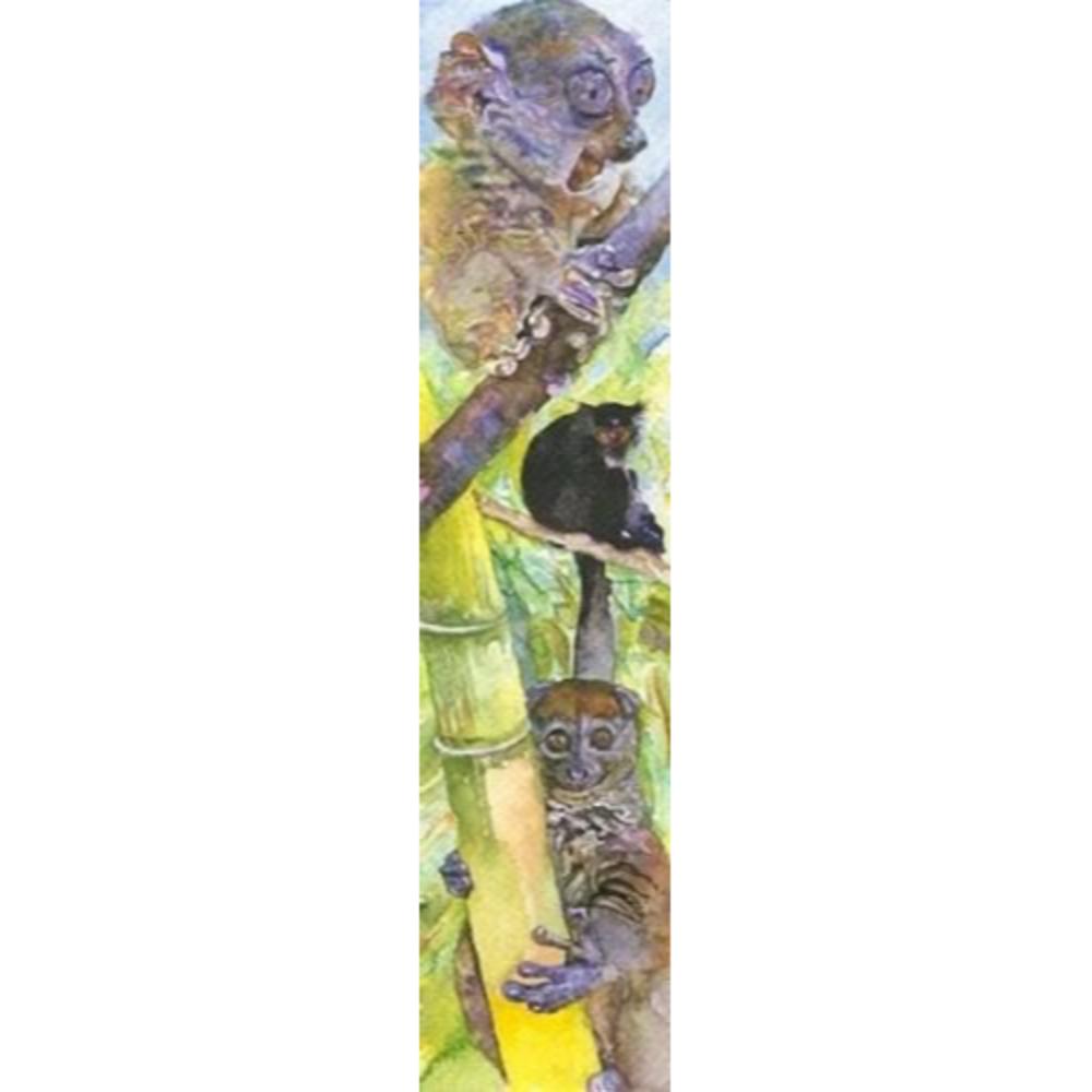 Lemur Conservation Foundation Bookmark Joe Santore Lemur Bookmarks 2013 (4 pack) - Picture 5 of 12